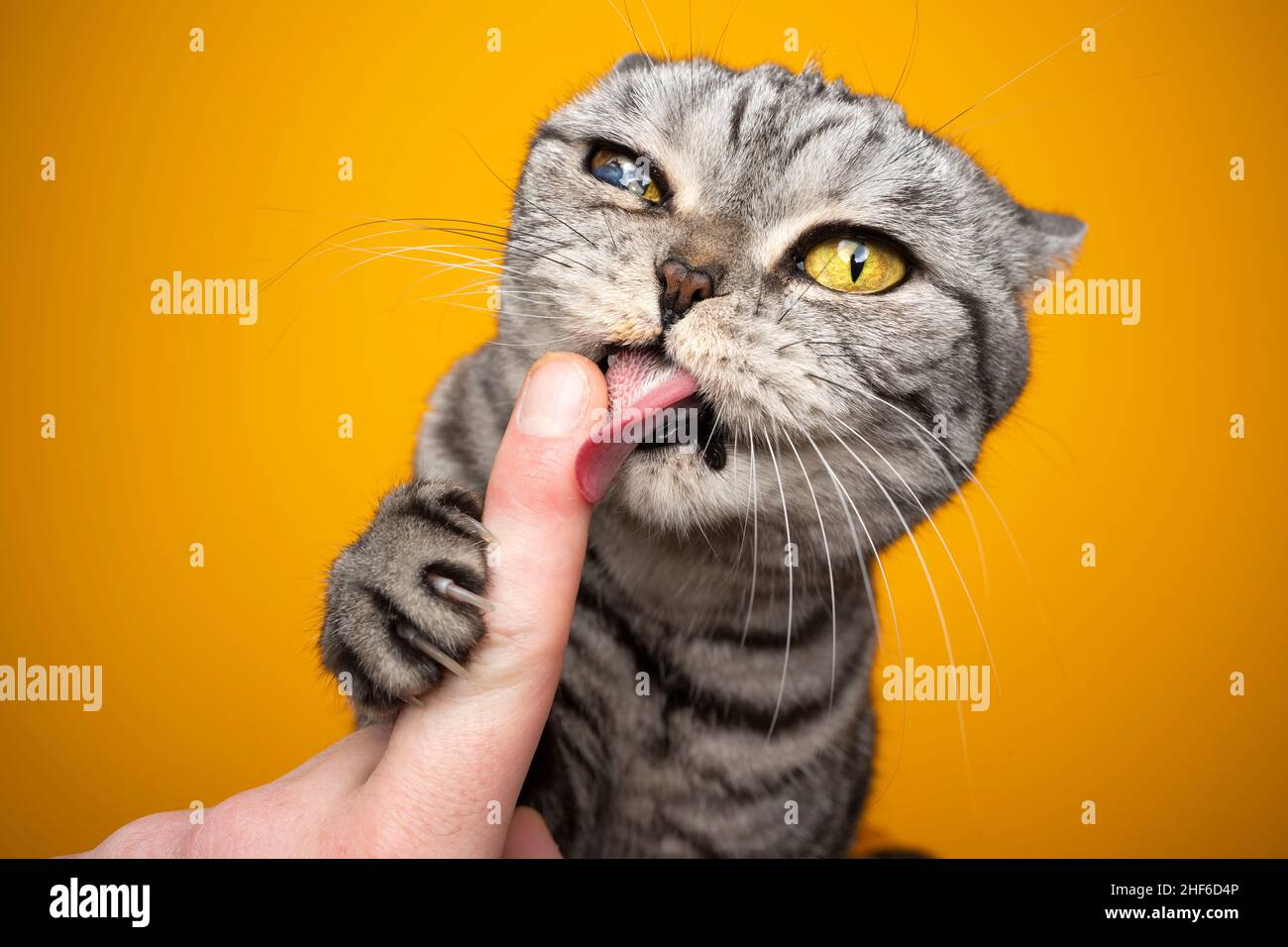 hungry silver tabby british shorthair cat licking creamy snack off human finger making funny face Stock Photo