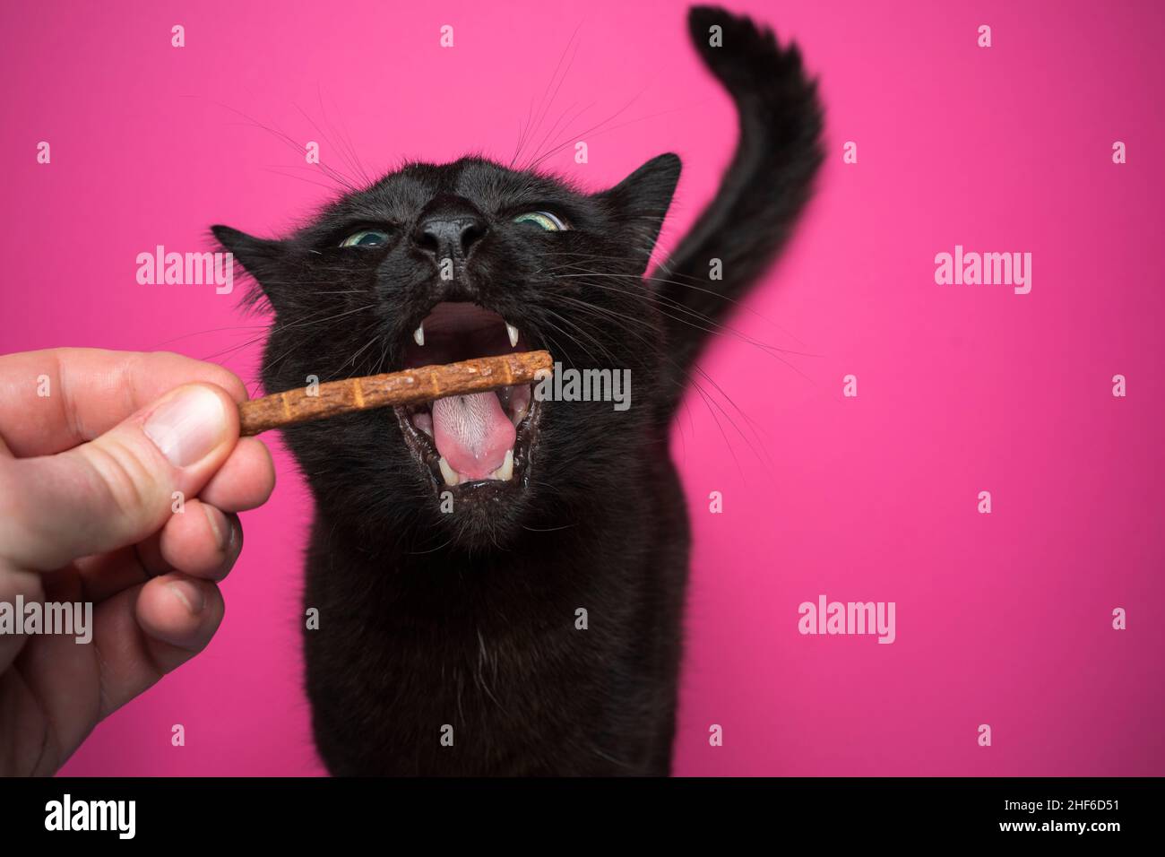 hand feeding hungry black cat treats with mouth wide open on pink background with copy space Stock Photo