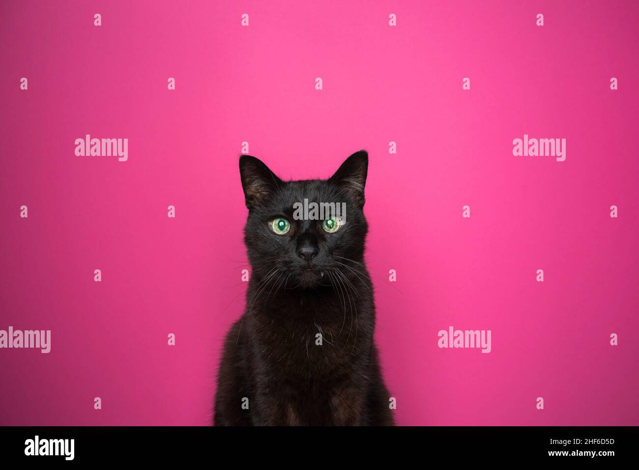 funny black cat making angry face on pink background Stock Photo