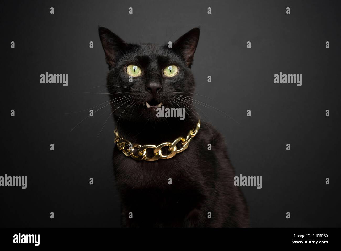 cool black cat with mouth open meowing wearing gold chain on black background Stock Photo