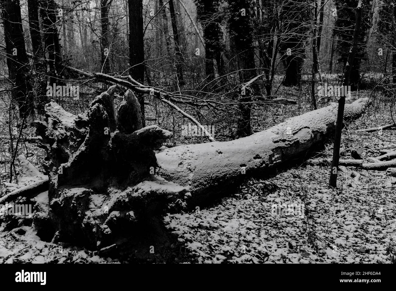 Dead overturned large oak tree in winter in the forest,  slightly snowed forest,  black and white Stock Photo