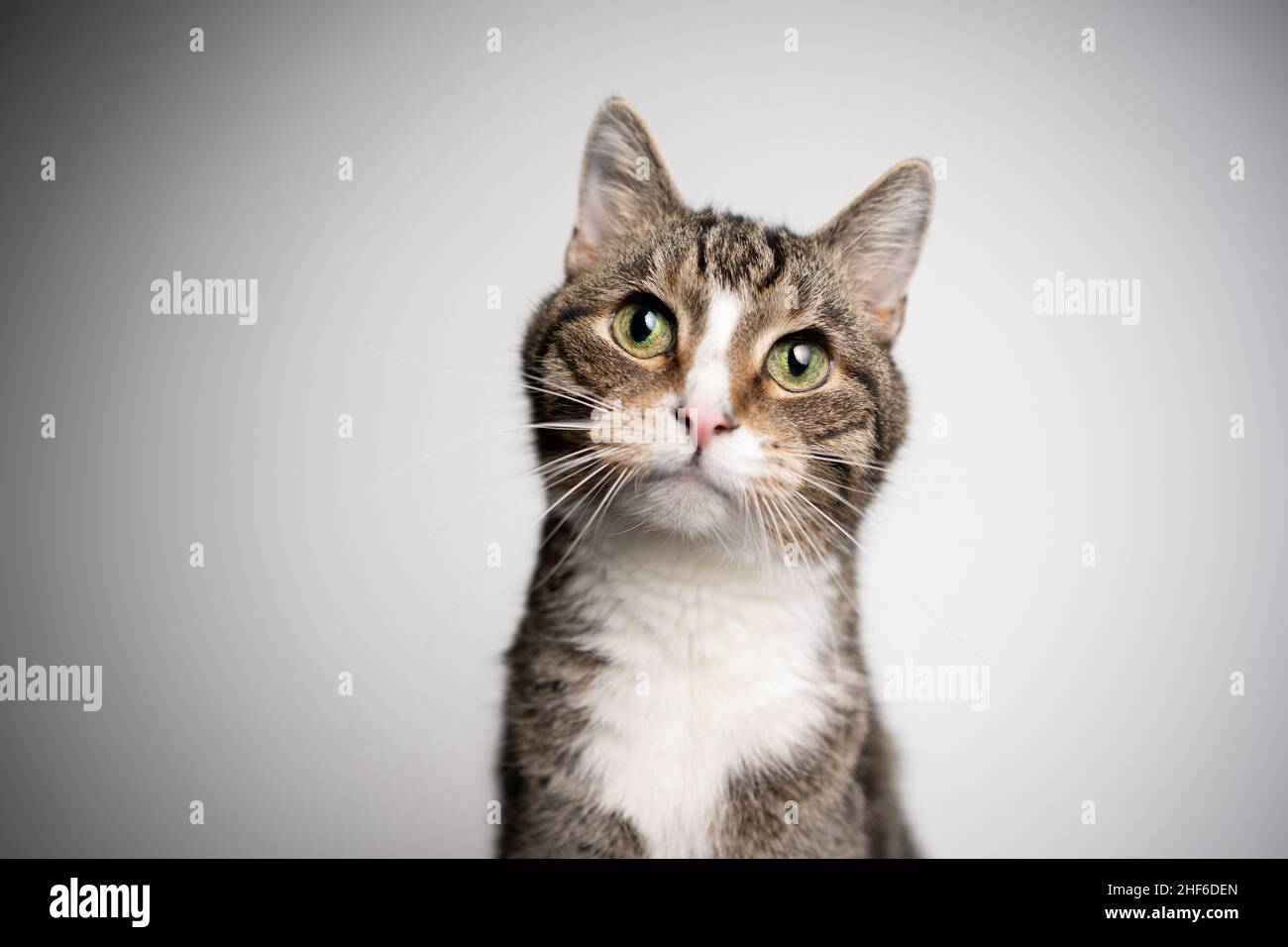 beautiful old tabby white cat with green eyes tilting head portrait on white background with copy space Stock Photo