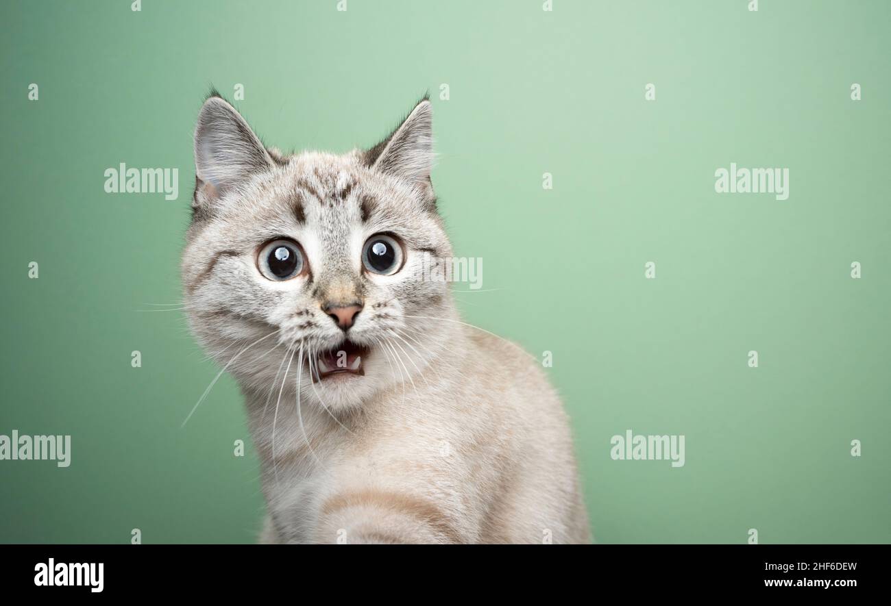 funny cat looking shocked with mouth open portrait on green background with copy space Stock Photo