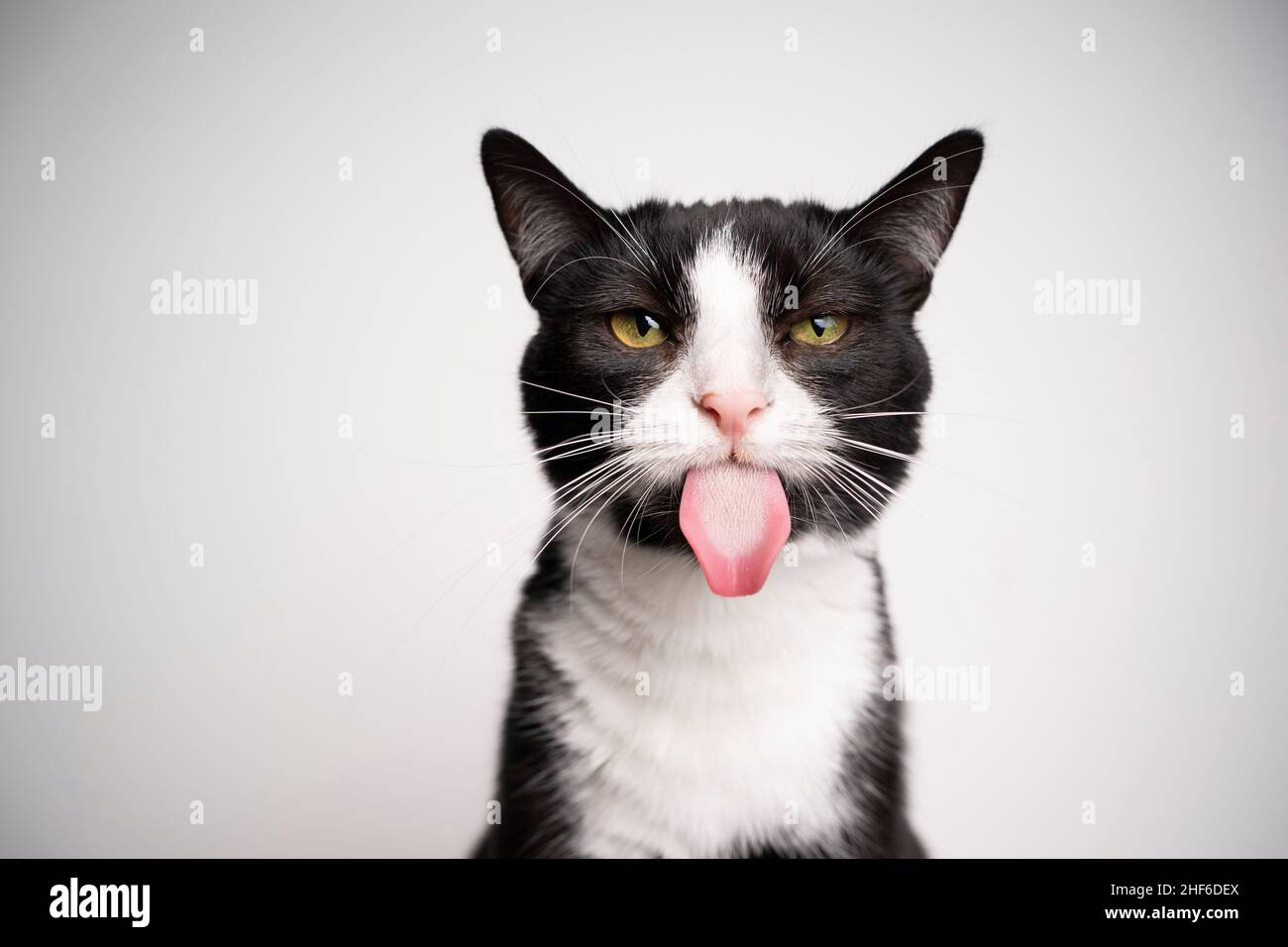 naughty black and white tuxedo cat sticking out tongue looking at camera on white background with copy space Stock Photo