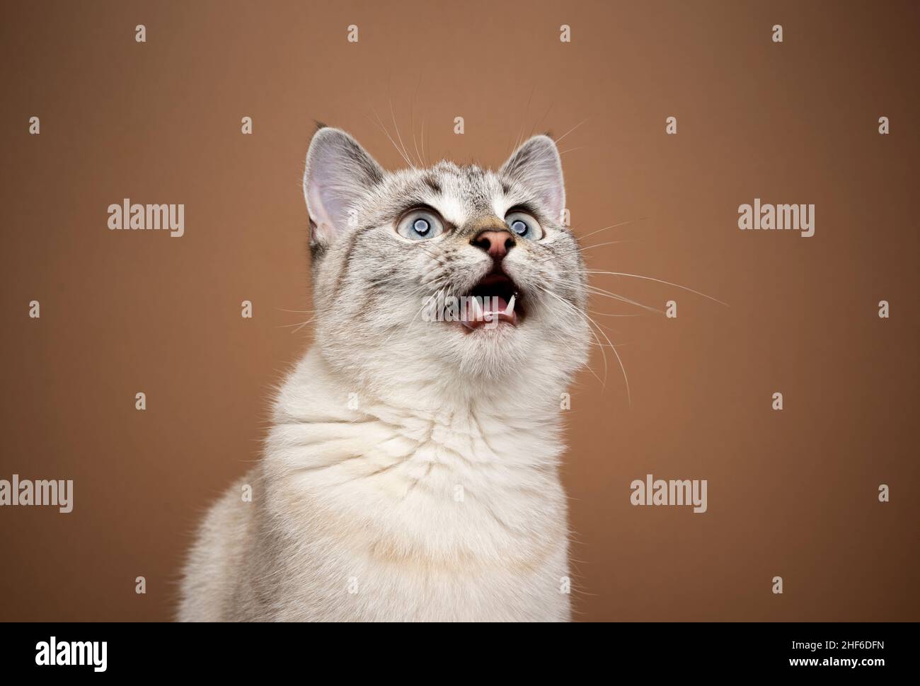 excited cat chattering or meowing with mouth open looking up on brown background Stock Photo