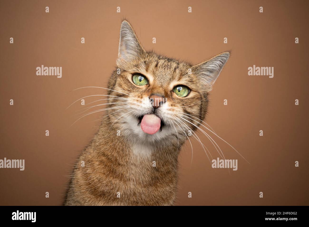 naughty cat sticking out tongue. light brown tabby kitty with green eyes making funny face on brown background looking at camera Stock Photo