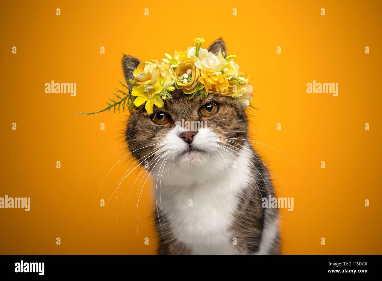 tabby white british shorthair cat wearing flower crown with yellow