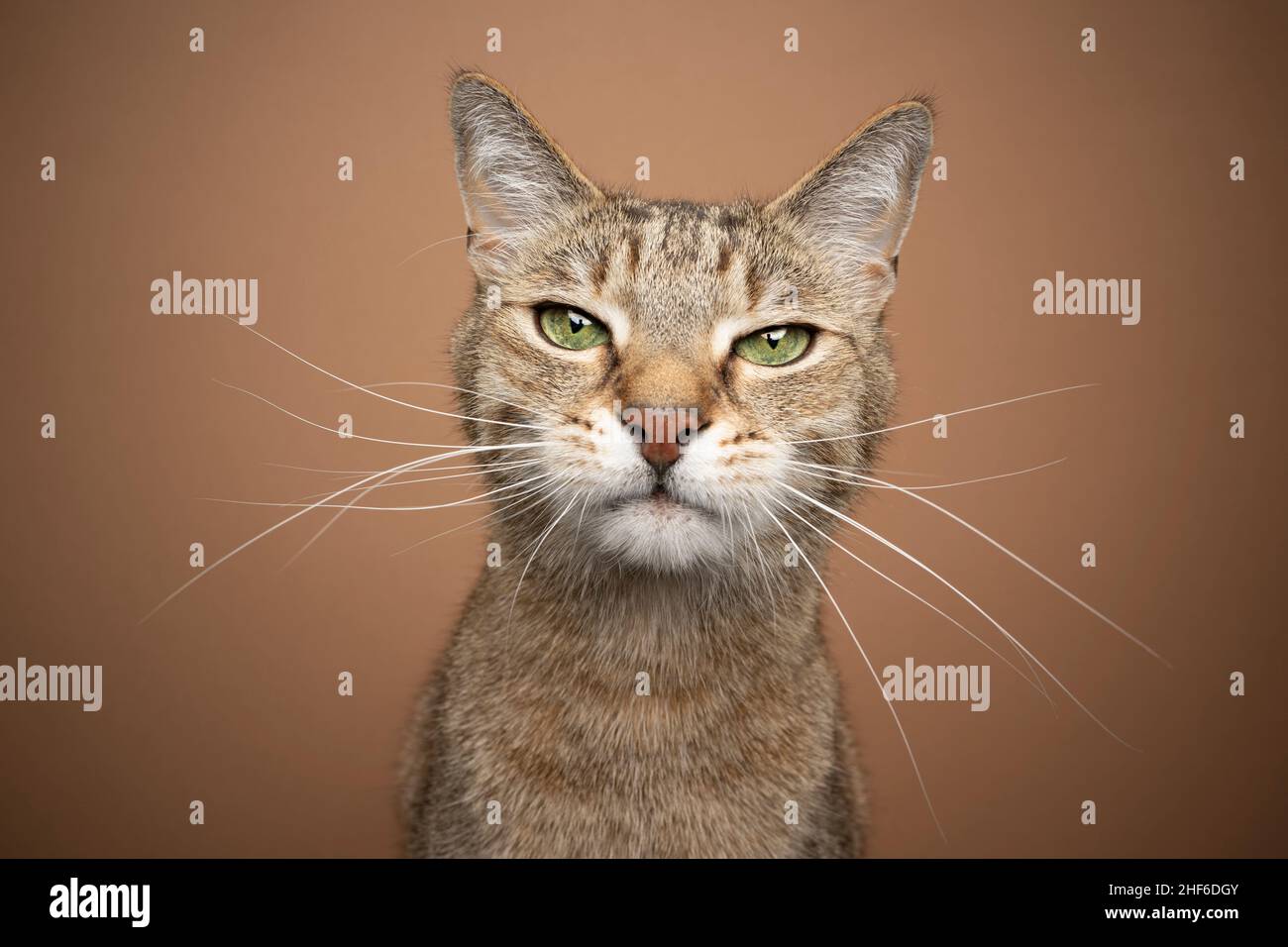 light brown cat with green eyes and long white whiskers looking at camera portrait on brown background Stock Photo