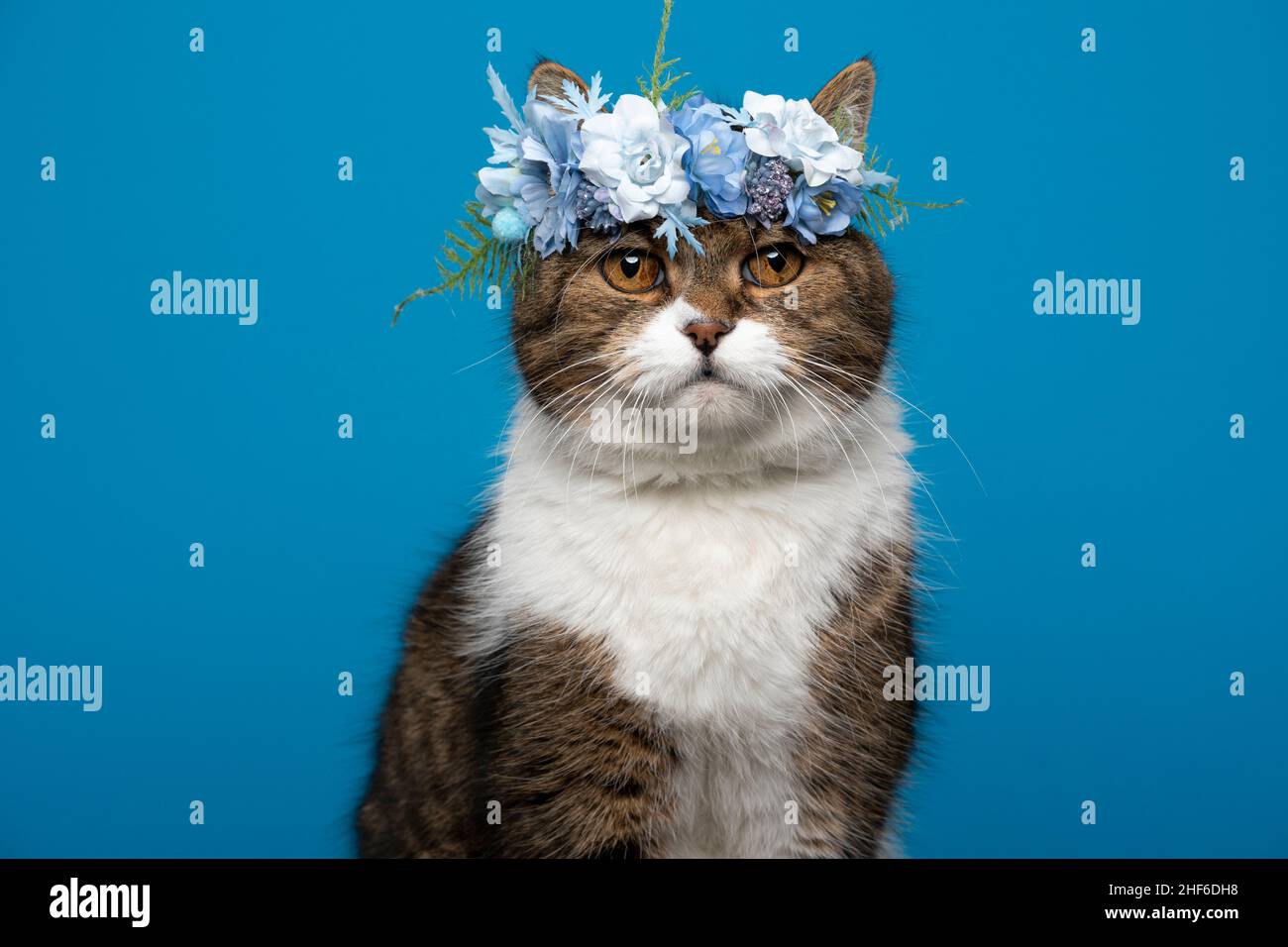 tabby white british shorthair cat wearing flower crown with blue