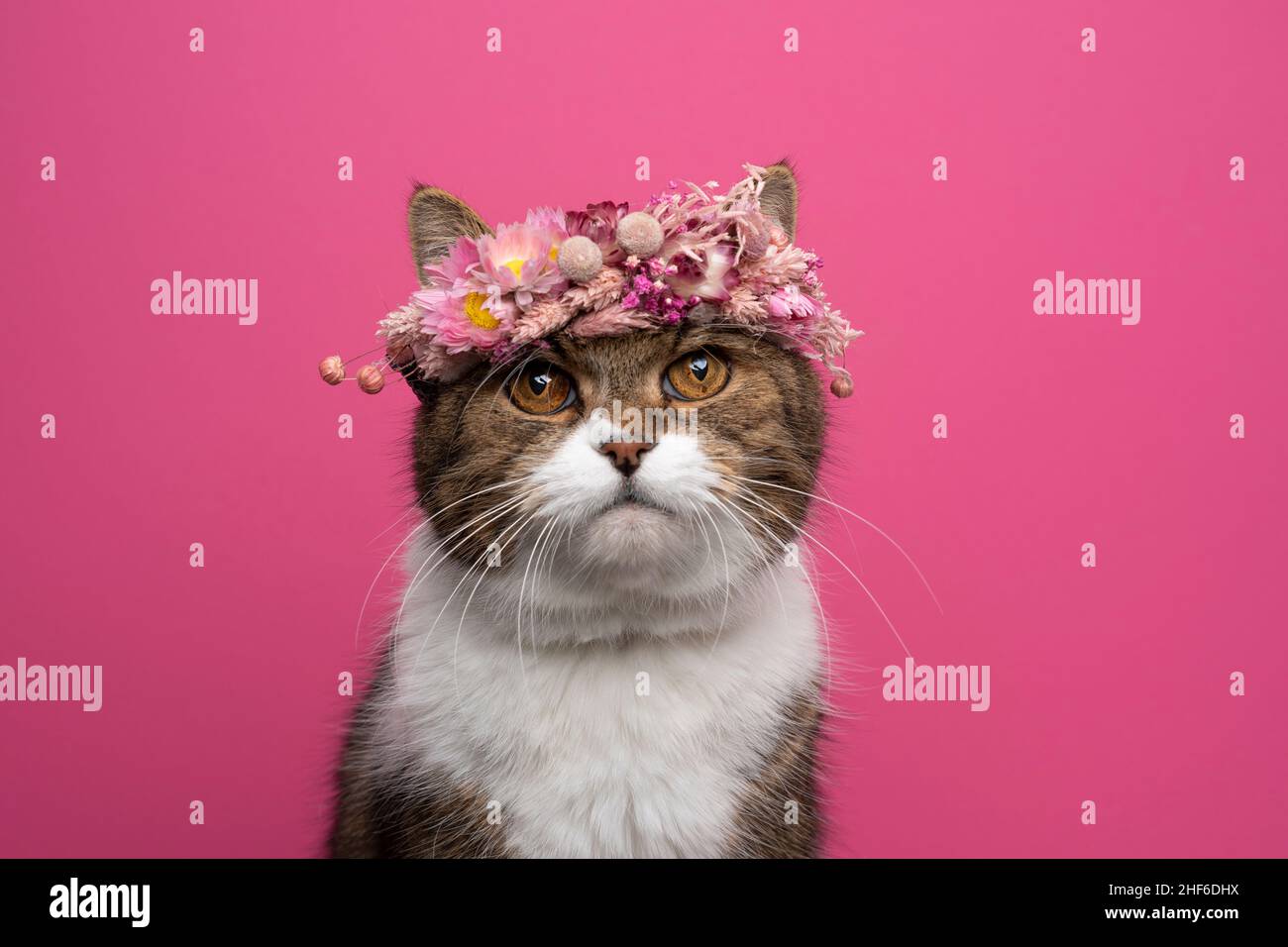 tabby white british shorthair cat wearing flower crown made out of pink