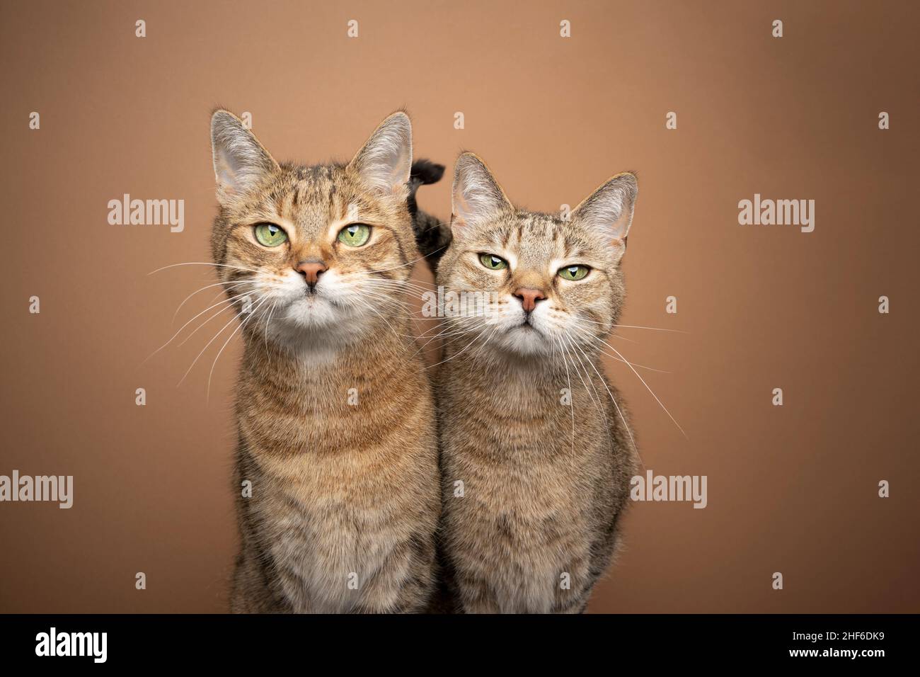 two brown tabby cat siblings standing side by side looking at camera tone on tone portrait on brown background with copy space Stock Photo