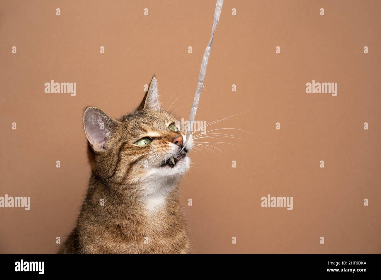 Tabby shorthair cat playing chewing on paper string showing teeth on