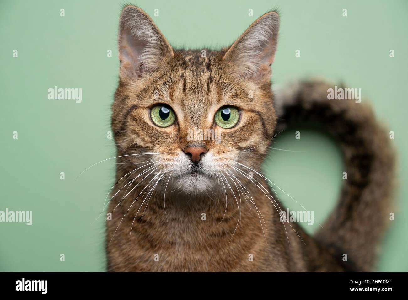 green eyed golden brown tabby cat looking at camera portrait on green