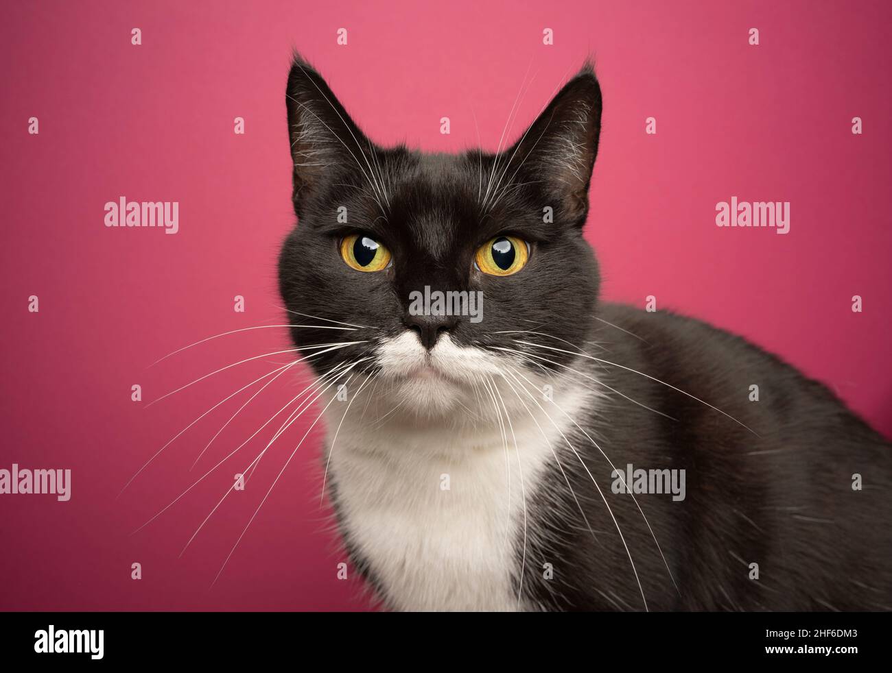black and white tuxedo cat with yellow eyes looking at camera portrait on pink background Stock Photo