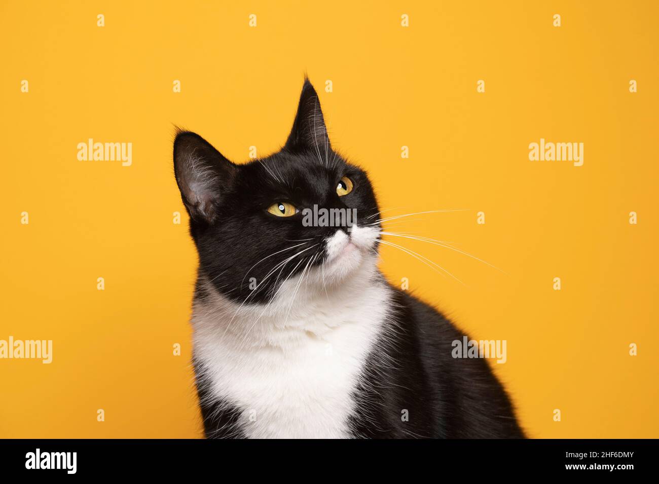 black and white tuxedo cat with yellow eyes looking tot he side on yellow background with copy space Stock Photo