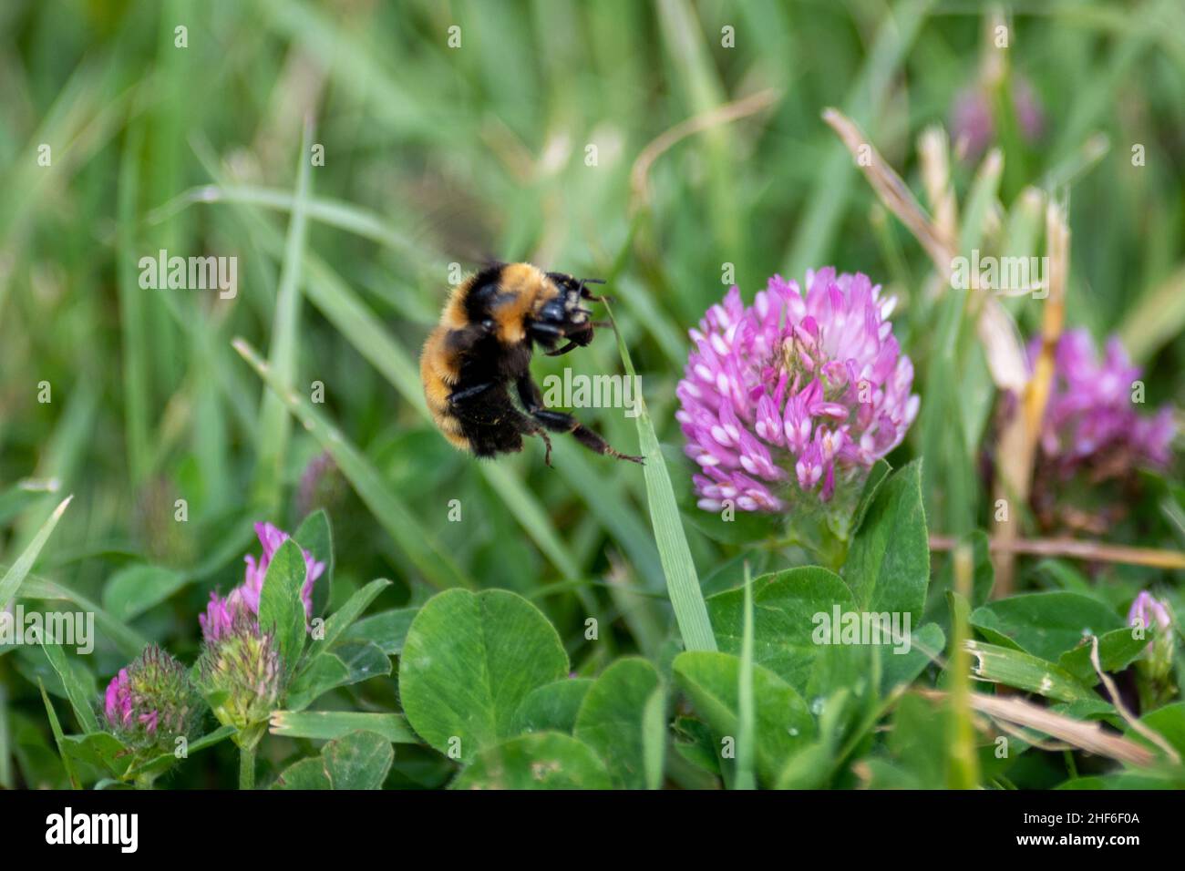 A macro of a large black and yellow bumblebee on a vibrant pink flower near lavender and grass. The honeybee has large eyes and two antennas. Stock Photo