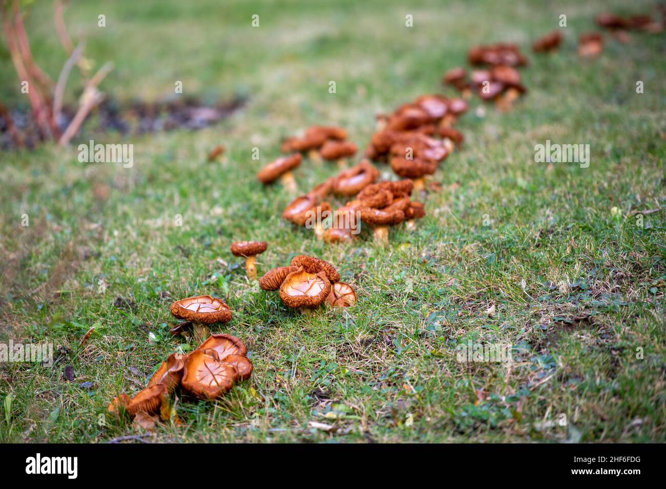 A row of multiple wild brown mushrooms growing above a dead tree root. The ground is covered in