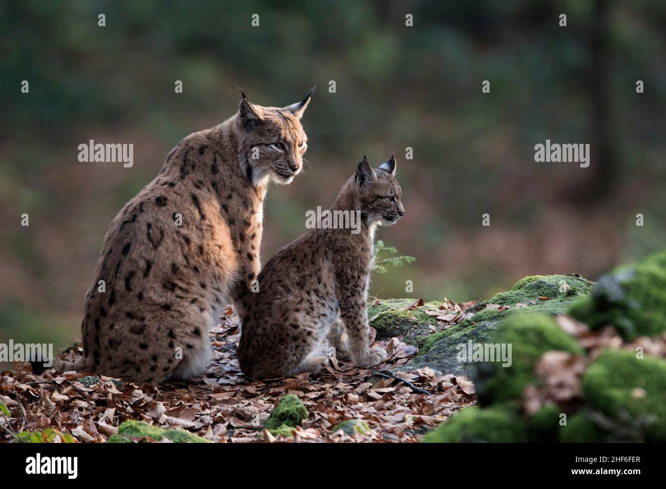 Lynx with offspring Stock Photo