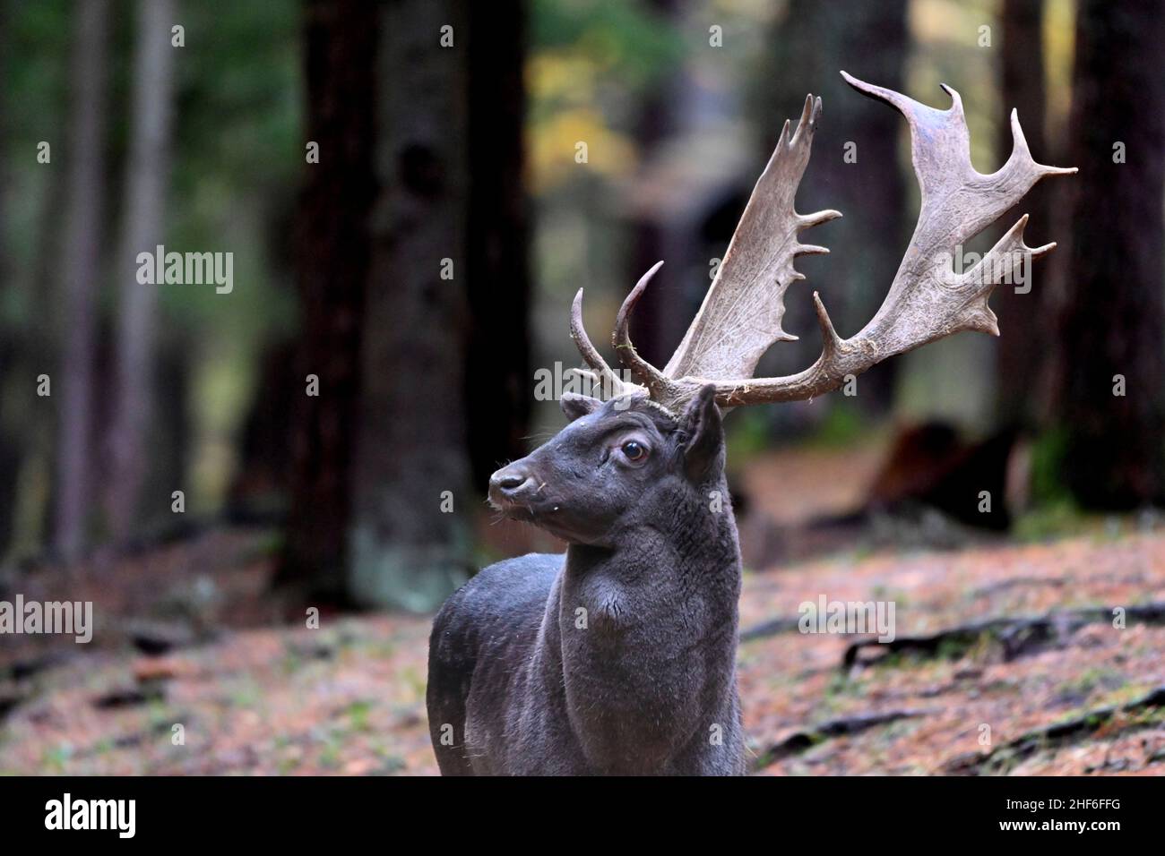 Fallow deer during the rutting season Stock Photo