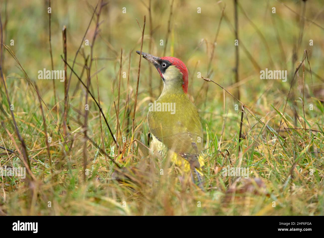 Green woodpecker Stock Photo