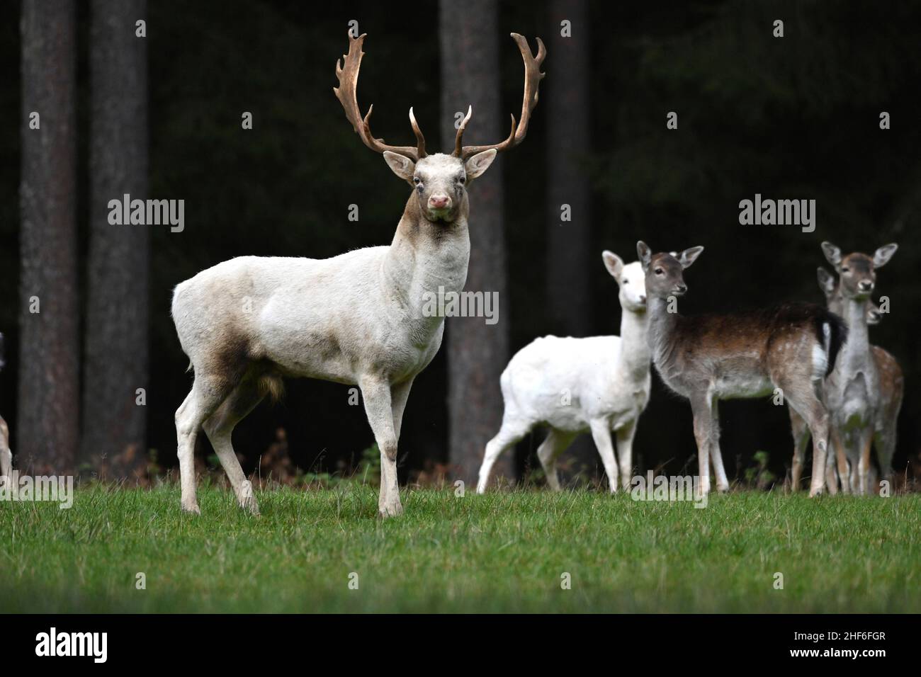 Fallow deer during the rutting season Stock Photo