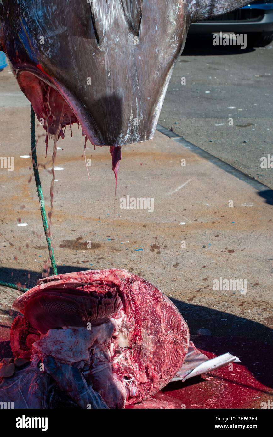 The head of an Atlantic bluefin tuna hanging from a pulley on the deck of a wharf. The fish's head is being removed with the use of a large saw. Stock Photo