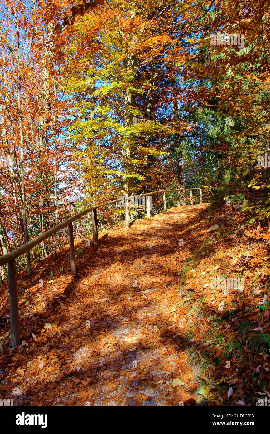 Footpath to Eckbauer Herbstlich,  autumn leaves,  blue sky,  Germany,  Bavaria,  Upper Bavaria,  Loisachtal,  Garmisch-Partenkirchen, Stock Photo