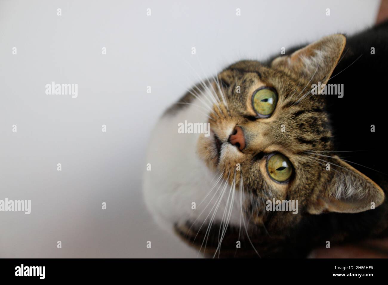 Studio shot of a tabby shorthair domestic cat,  Mucki looks up into the camera Stock Photo
