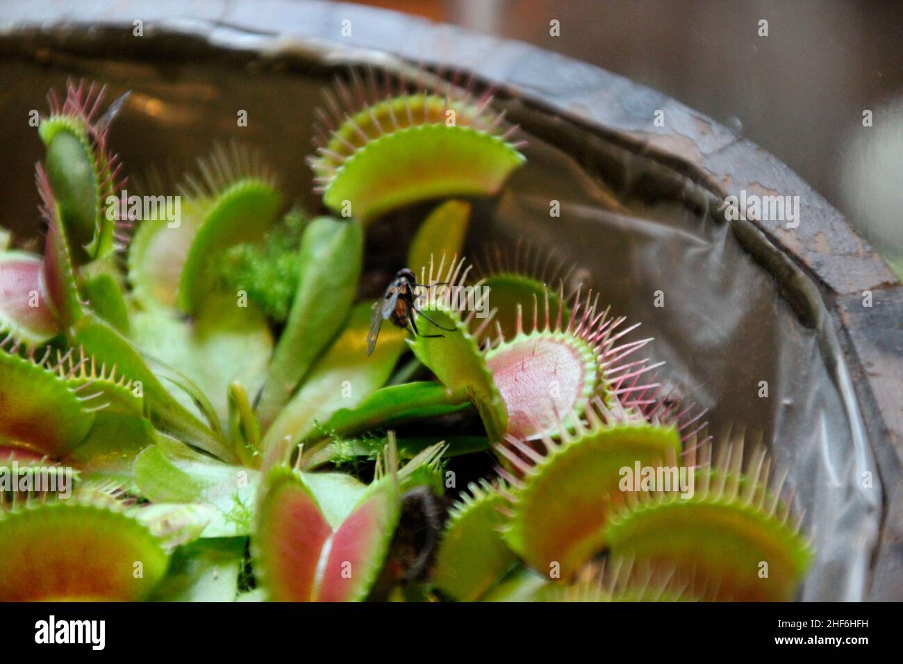 Venus flytrap,  sundew plant in a pot Stock Photo