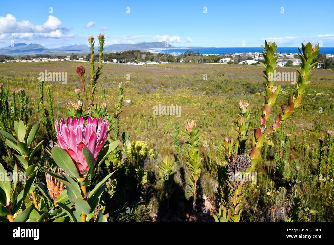 Bot River proteas [Protea compacta] in natural area at Kleinmond,  western Cape,  South Africa. Stock Photo