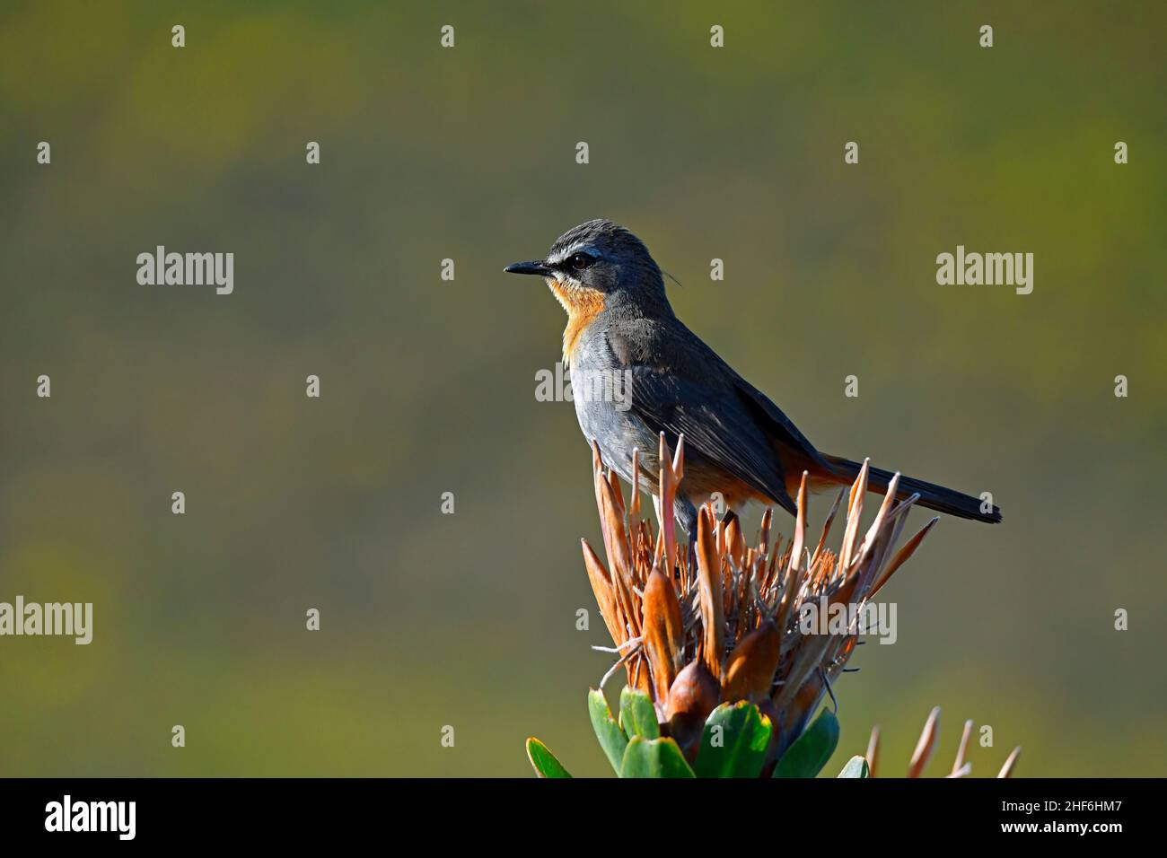 Cape Robin-Chat [Cossypha caffra] perched on dry Protea flower,  western Cape,  South Africa. Stock Photo