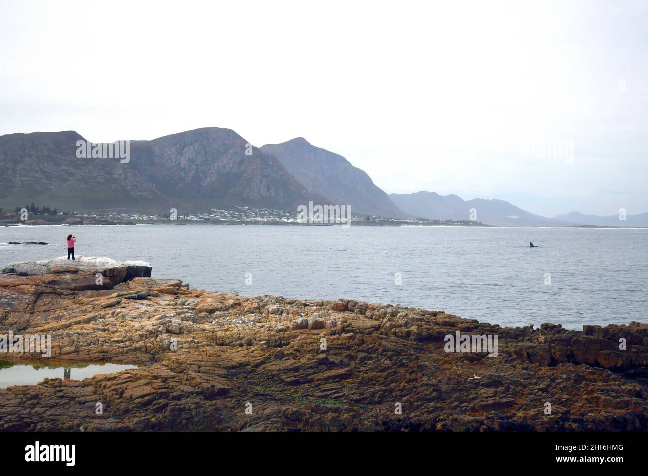 Whale watching in Walker Bay, Hermanus, South Africa Stock Photo Alamy Whale watching in Walker Bay, Hermanus, South Africa Stock Photo Alamy
