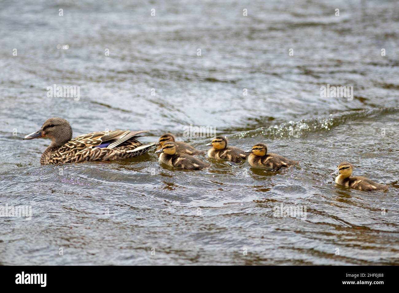 Female mallard duck with her baby ducks swimming on a choppy river. The mallard is a large duck with a hefty body, rounded head, and wide, flat bill. Stock Photo
