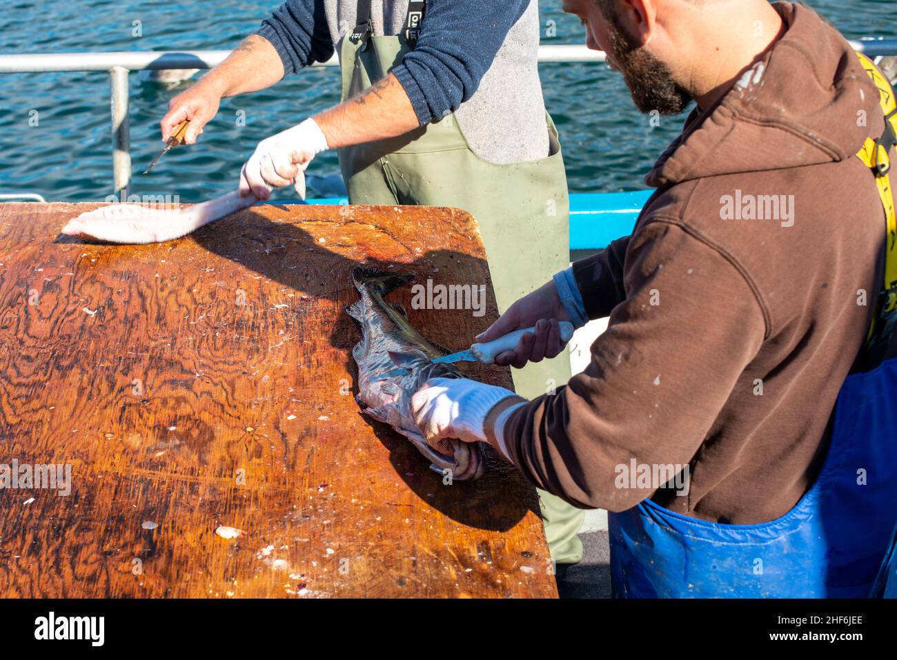A closeup of a chef fillets and cleans codfish on a wood cutting board on a wharf with a knife. The fresh white Atlantic codfish is cut and prepared Stock Photo