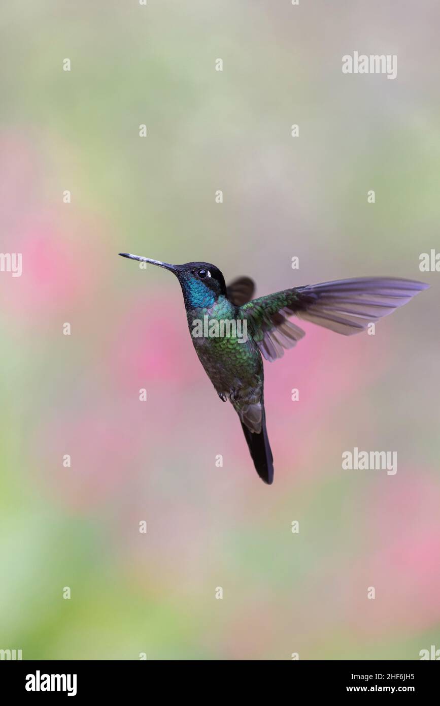 Talamanca hummingbird in Costa Rica. Stock Photo