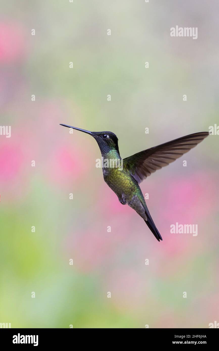 Flying hummingbird in Costa Rica Stock Photo Alamy