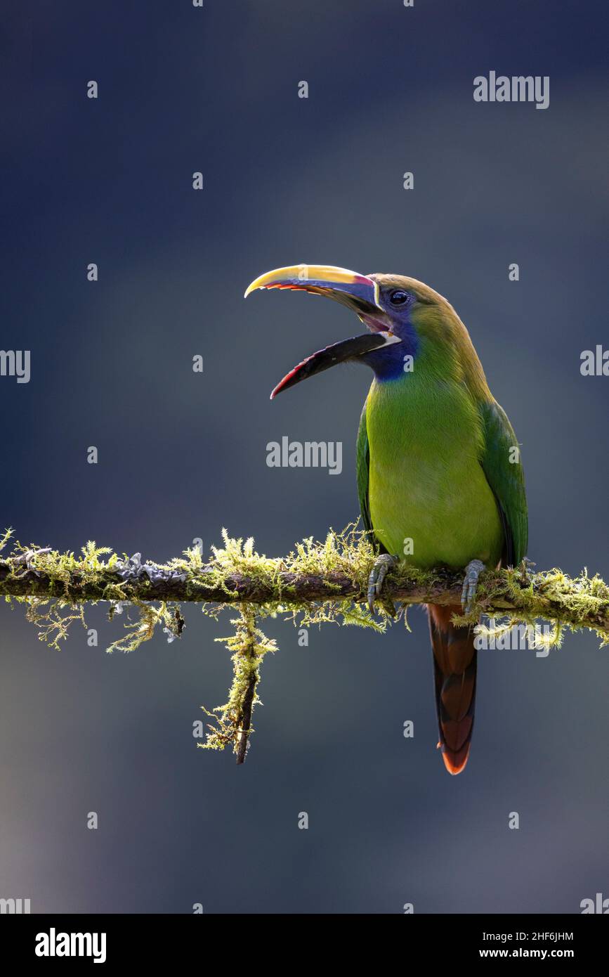 Free range leek arassari in Costa Rica Stock Photo Alamy