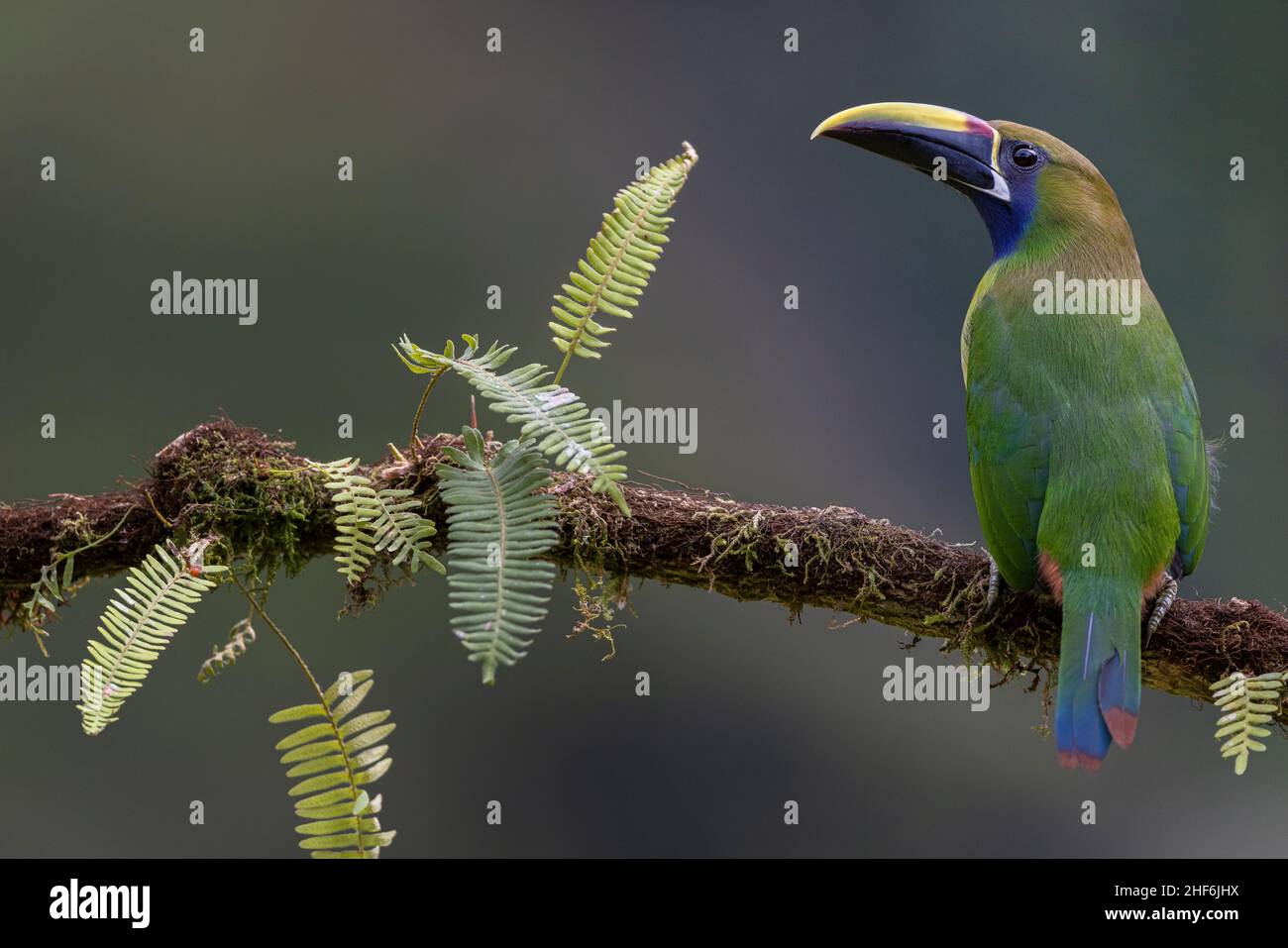 Free range leek arassari in Costa Rica Stock Photo Alamy