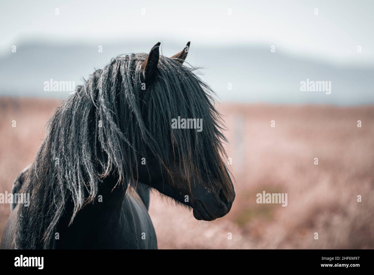 Icelandic horse,  Iceland Stock Photo