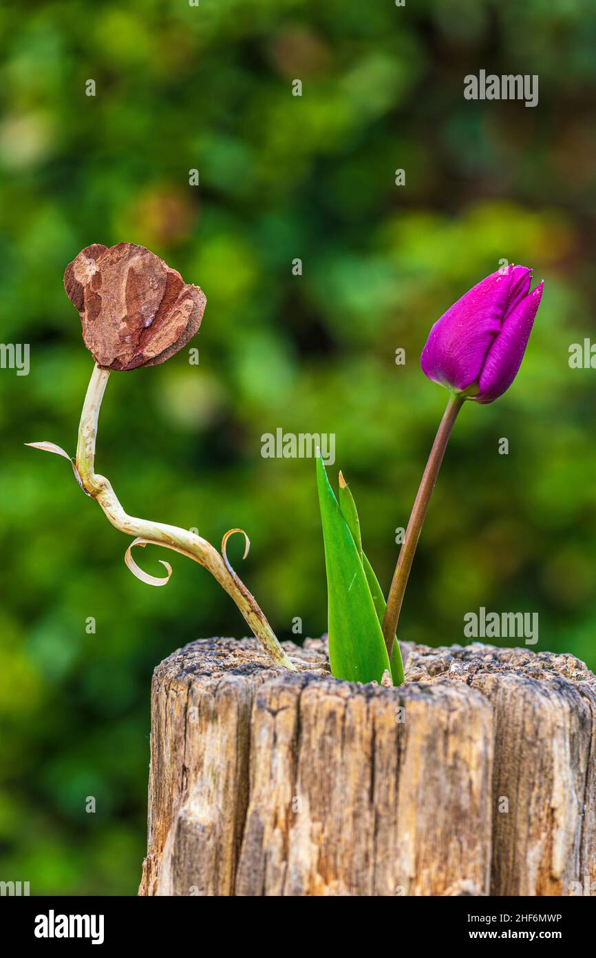 Decorative carved tulip and tulip flower,  garden decoration Stock Photo