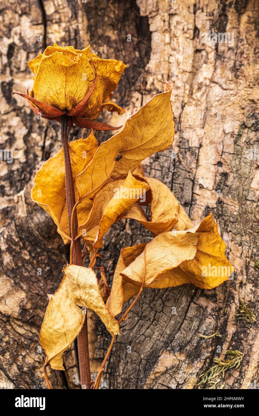 Dried rose petals on wooden background, floral still life Stock Photo ...