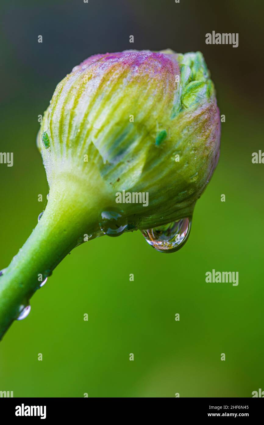 Ornamental onion,  flowering leek,  close-up Stock Photo