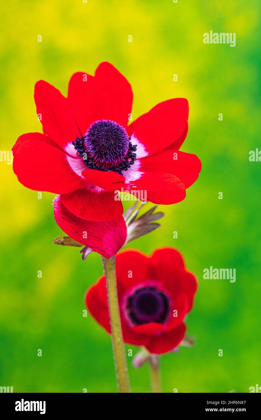 Red garden anemone,  close-up Stock Photo