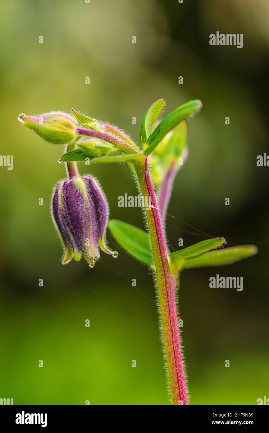 Aquilegia vulgaris hybrid 'Black Barlow',  Double Columbine,  close-up Stock Photo
