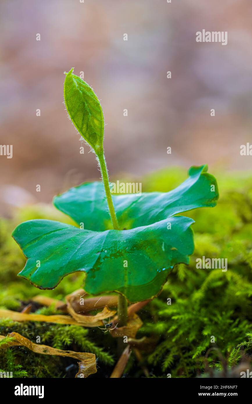 Beech,  common beech (Fagus sylvatica),  germinating beechnuts on moss Stock Photo