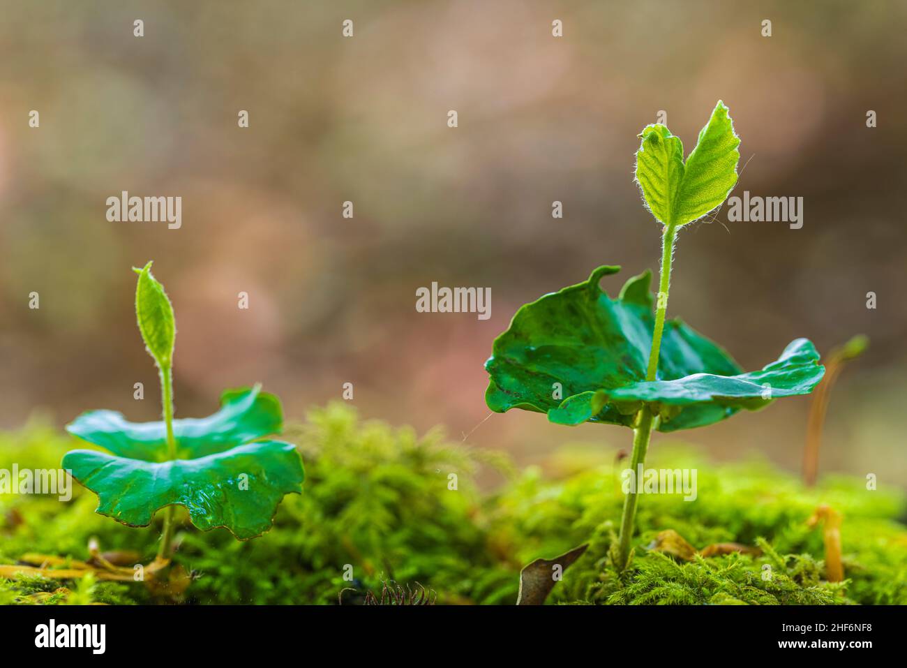 Beech,  common beech (Fagus sylvatica),  germinating beechnuts on moss Stock Photo