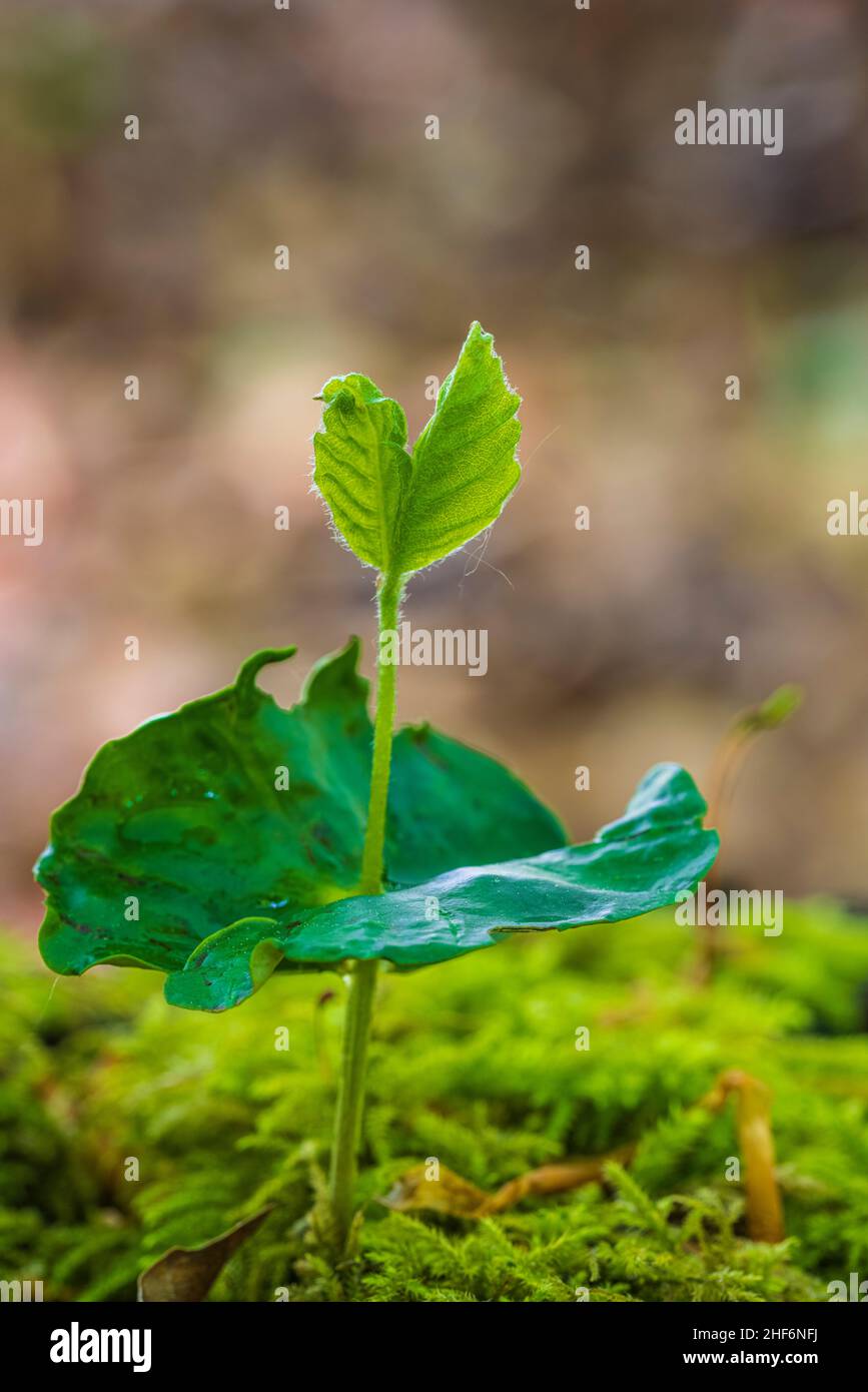 Beech,  common beech (Fagus sylvatica),  germinating beechnuts on moss Stock Photo