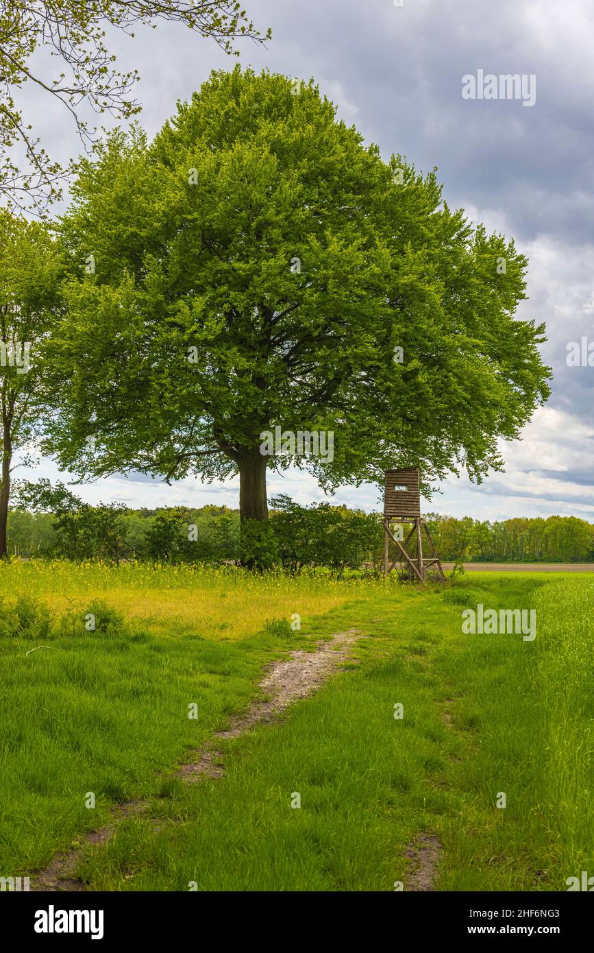 High seat,  hunting seat in a wooded area Stock Photo