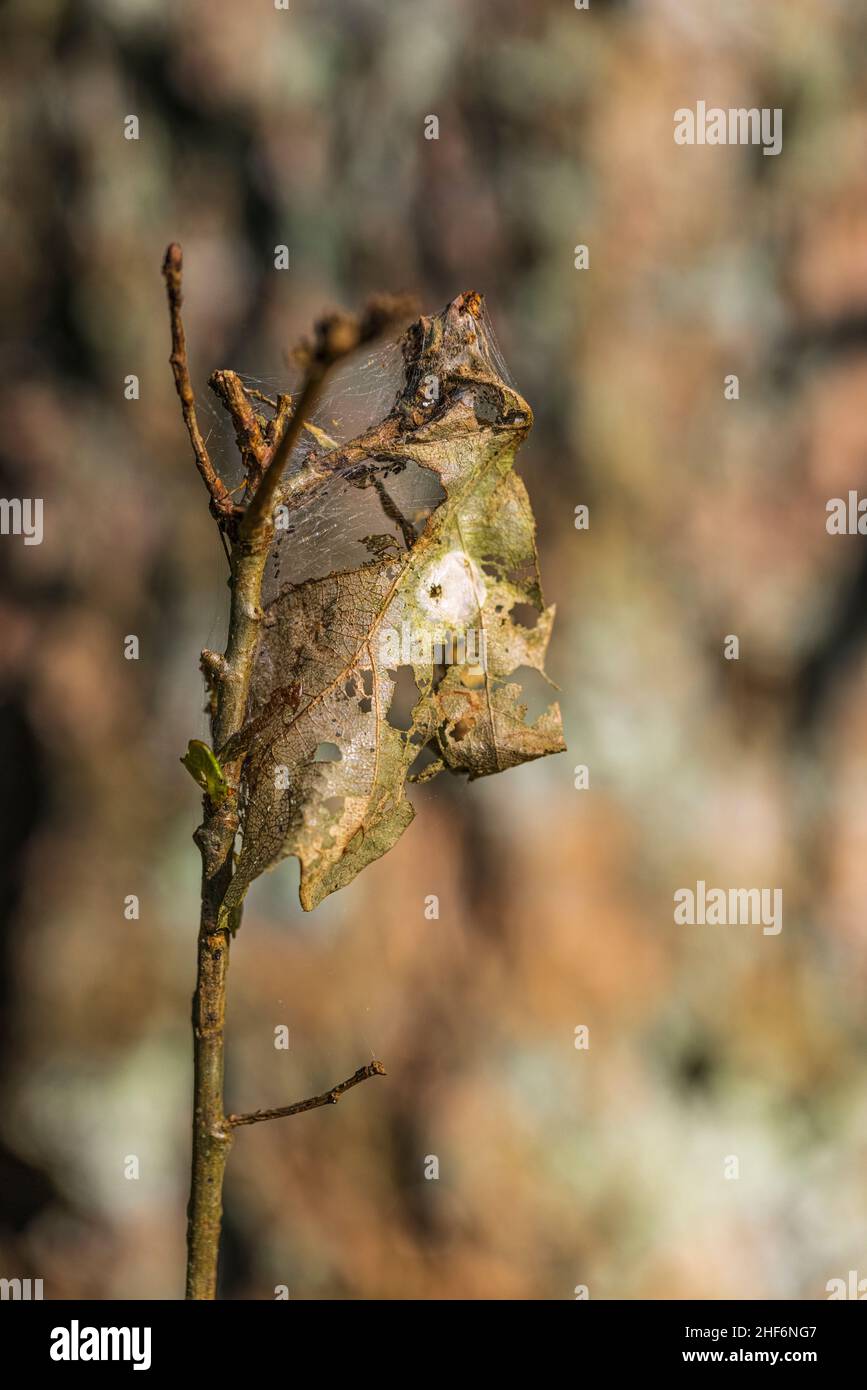 Dried up leaf hires stock photography and images Alamy