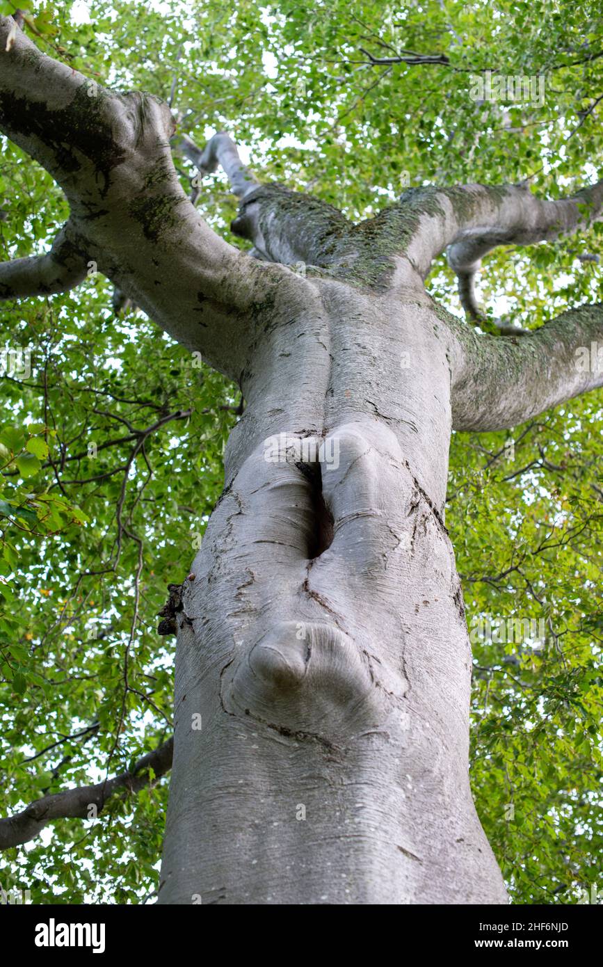 The trunk of a wide and tall old maple tree in summer. The tree has vibrant green leaves at the top. The stump has an odd looking injury on the base. Stock Photo